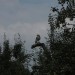 mini-IMG_1289